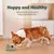 UAMLY Distributeur d'eau pour animaux de compagnie avec filtre