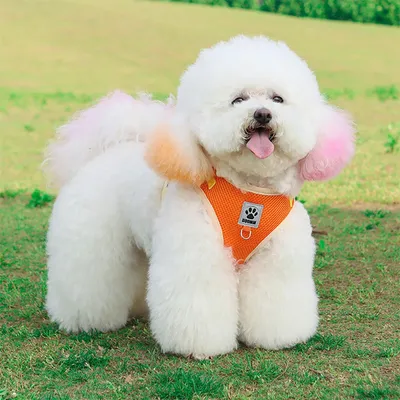 Petopia Harnais réfléchissant pour chats et chiens taille M