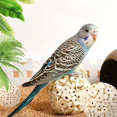 IntiMeg Lot de 3 balles naturelles à mâcher pour oiseaux