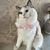 Pet Planet Joyful Moments Bandana Et Écharpe Pour Chien Chat