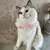 Pet Planet Joyful Moments Bandana Et Écharpe Pour Chien Chat Pet Planet Joyful Moments Bandana Et Écharpe Pour Chien Chat