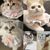 Pet Planet Joyful Moments Bandana Et Écharpe Pour Chien Chat