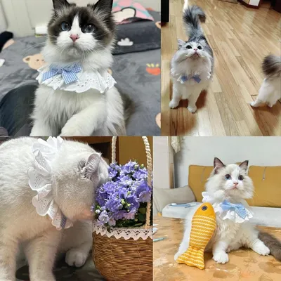Pet Planet Joyful Moments Bandana Et Écharpe Pour Chien Chat Pet Planet Joyful Moments Bandana Et Écharpe Pour Chien Chat