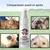 Pet Planet Spray antiparasitaire pour chats et chiens 25ml