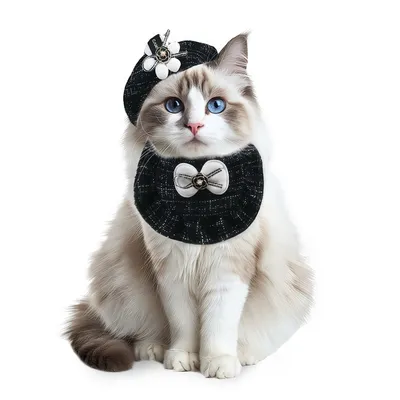 Accessoires pour chat : chapeau tweed à fleurs, nœud papillon et bavette Accessoires pour chat : chapeau tweed à fleurs, nœud papillon et bavette