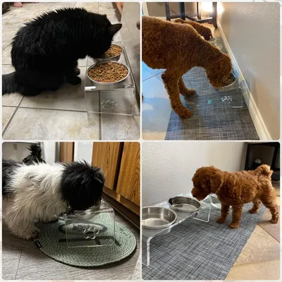 UAMLY Gamelles pour chat en acier inoxydable, avec support en acrylique