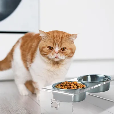 UAMLY Gamelles pour chat en acier inoxydable, avec support en acrylique