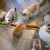 Pet Planet Gamelle anti-fourmis pour chat