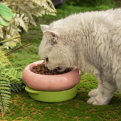 UAMLY Juego de 2 cuencos de cerámica para gatos