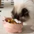 Petopia Bol en céramique pour chat