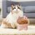 Petopia Bol en céramique pour chat avec ruban