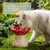 Petopia Gamelle en céramique pour chat