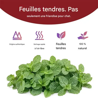 IntiMeg Herbe à chat naturelle