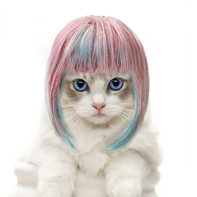 Perruque pour animaux: Simili-cheveux réaliste, ajustable