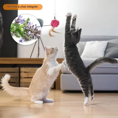 IntiMeg Jeu d'intelligence Chasseur de friandises pour chat