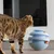 Petopia Disque rotatif pour chat