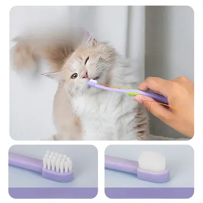 IntiMeg Kit de dentifrice et de brosse à dents pour chat