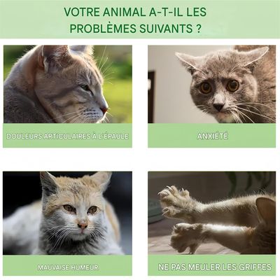 Pet Planet Spray d'extrait de galle de matatabi pour chats 2 bouteilles
