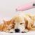Pet Planet Ponceuse multifonctionnelle d'ongles pour chien et chat