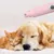 Pet Planet Ponceuse multifonctionnelle d'ongles pour chien et chat