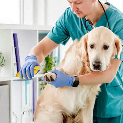 Petopia Ciseaux de coupe griffes pour chien et chat