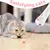 Petopia Jouet laser interactif pour chat et chien