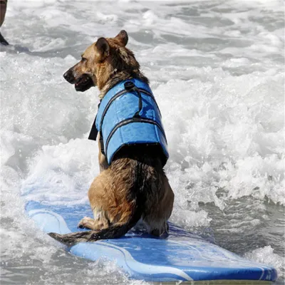 Pet Planet Gilet de sauvetage pour chien