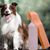FurryFusion Gourde de voyage pour chien