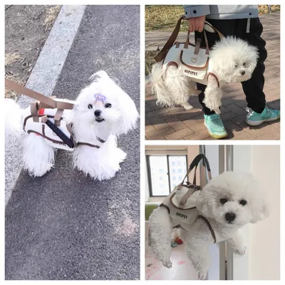 Petopia Sac à dos pour animaux de compagnie