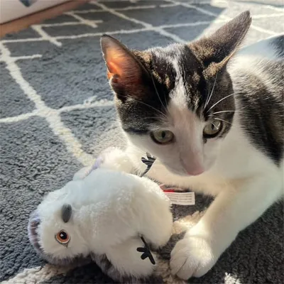 Pet Planet Jouet oiseau battant pour chat