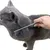 FurryFusion Peigne de beauté pour chien et chat