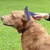 Petopia Râteau de toilettage pour chien et chat