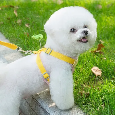 IntiMeg Harnais de pour petit chien