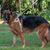 FurryFusion Harnais en coton et lin pour grand chien