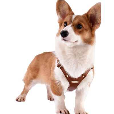 IntiMeg Harnais en cuir pour chien de petite et moyenne taille
