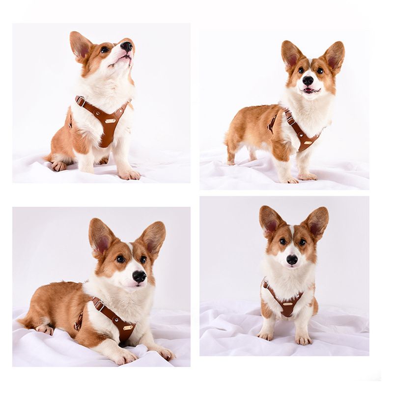 IntiMeg Harnais en cuir pour chien de petite et moyenne taille