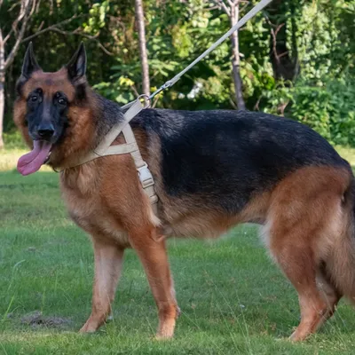 FurryFusion Harnais en coton et lin pour grand chien