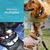 IntiMeg Collier pour Chien - Compatible Airtag Apple