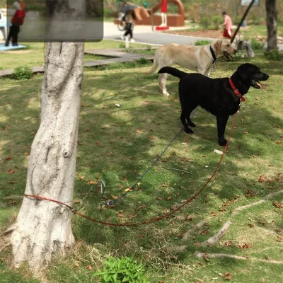 IntiMeg Piquet d'attache pour chien avec piquet