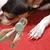 Petopia Coupe - ongles pour chien et chat
