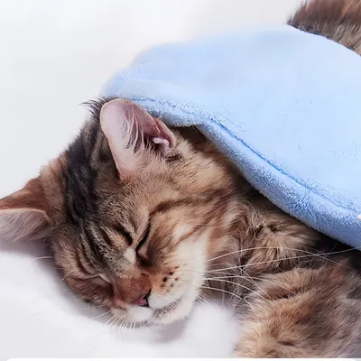 Petopia Serviette de bain pour chien