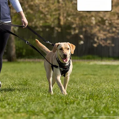 IntiMeg Laisse éducative 2M