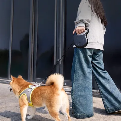 Petopia Laisse pour animaux de compagnie