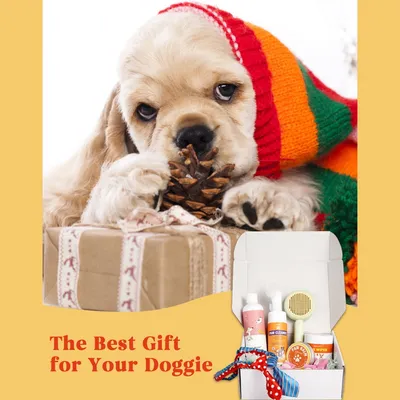 IntiMeg Kit de toilettage et de nettoyage pour chiens et chats