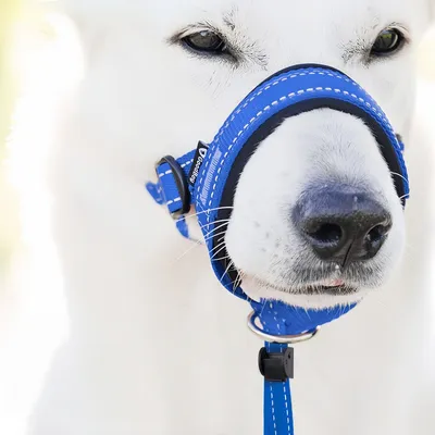 FurryFusion Muselière réglable pour chien