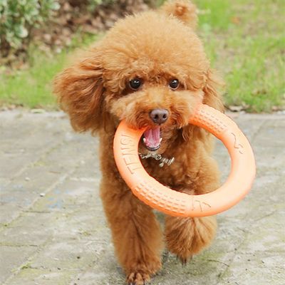 Petopia Frisbee de formation pour chien