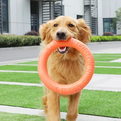 Petopia Frisbee de formation pour chien