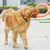 Petopia Frisbee de formation pour chien