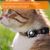 IntiMeg Collier Airtag pour Chien