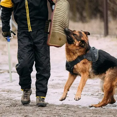 IntiMeg Manche anti - morsure pour entraînement de chien